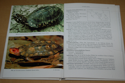 動植物関連書籍 ＞ 爬虫類 ＞ カメ ＞ 国・地域別カメ ＞ インド亜大陸