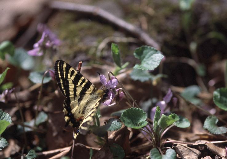 韓国ヒメギフチョウ（ペア、飼育品） ギフチョウ 飼育 - 虫のあれこれ
