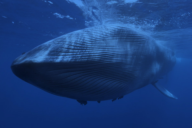 世界一孤独なクジラ | E-AN Design
