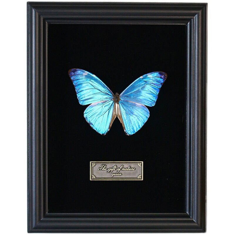 珍品HYBRIDパルナシウス・アポロ・アラベント蝶標本