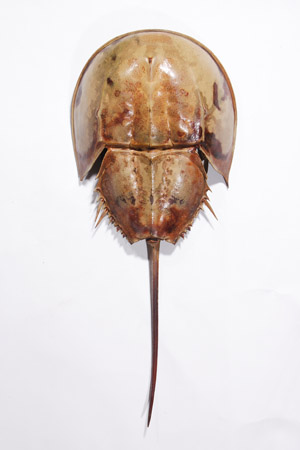 カブトガニ標本 Tachypleus tridentatus カブトガニ標本 Tachypleus