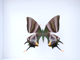 テングアゲハ！標本1 テングアゲハ！標本1 2025年最新】Yahoo