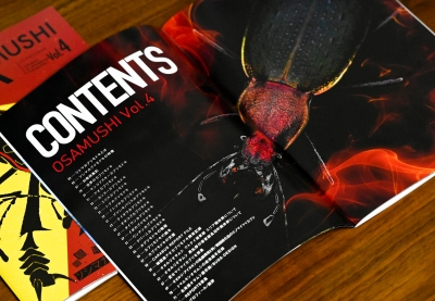 外国産オサムシ標本】イボカブリモドキ/湖北省.建始産/38.2mm 【WD】《イボ