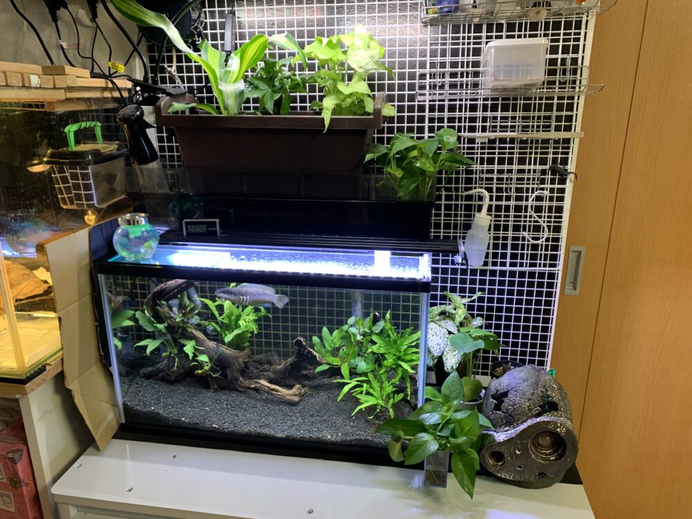 すぐ始められる！！上部濾過式アクアポニックス水槽アクアリウム水槽