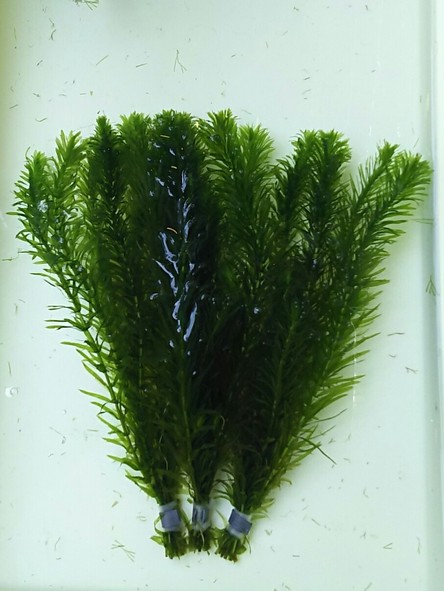 アヌビアス・ナナ・プチ Anubias barteri ver.nana