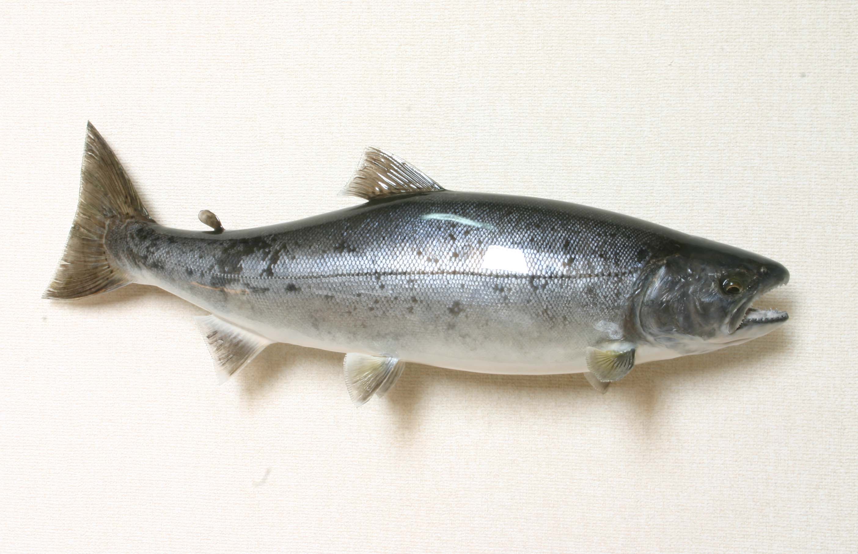 剥製天然サクラマス額入り