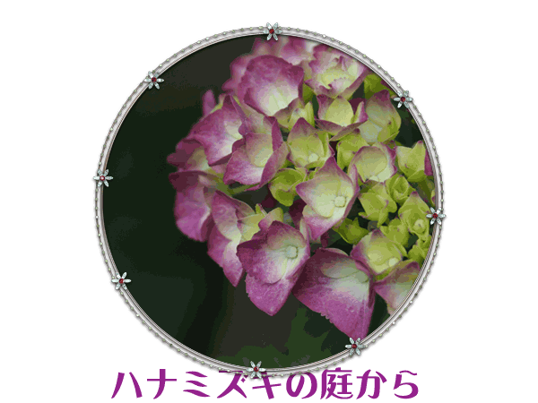 花「暗闇の一輪・・・シクラメン」