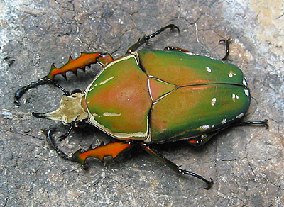 カメルーン産 奇色 トルクアタ イマキュリコリス 60mmオオツノカナブン