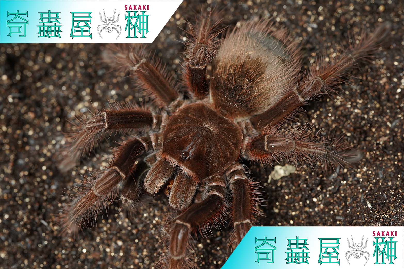 デカピンク】ゴライアスピンクフットバードイーター/Theraphosa