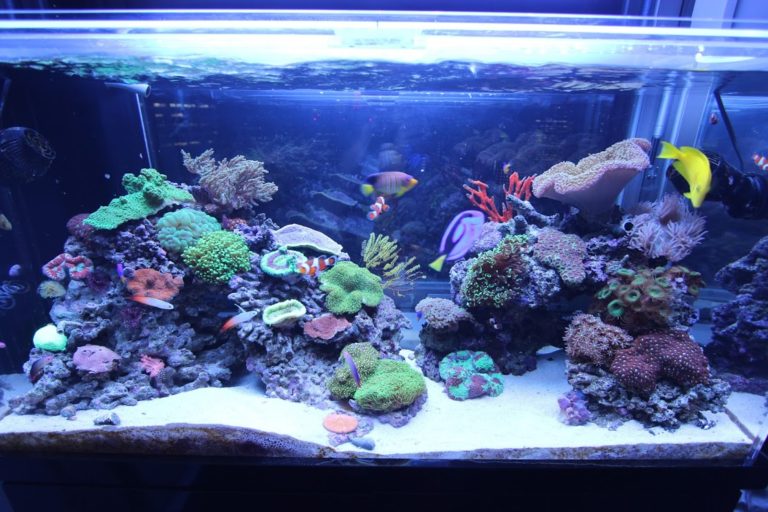 楽天市場】海水魚 ポンプ 90cmの通販 海水魚水槽90セット・スキマー