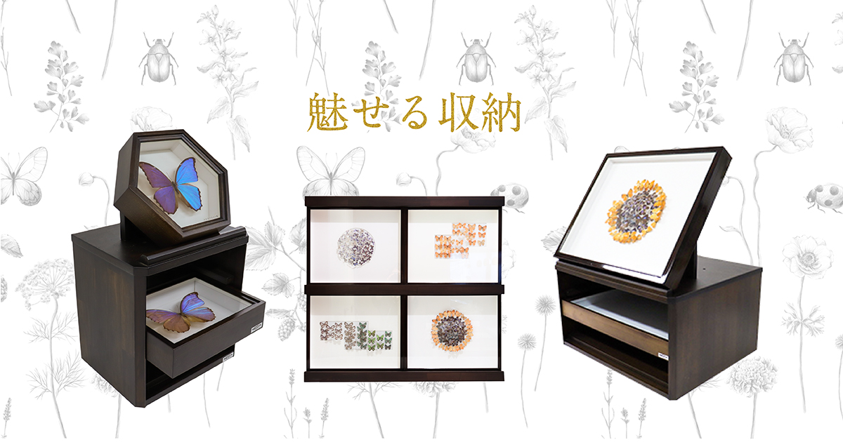 T-WOOD製 標本箱収納(小箱3段) T-WOOD | 昆虫標本箱（