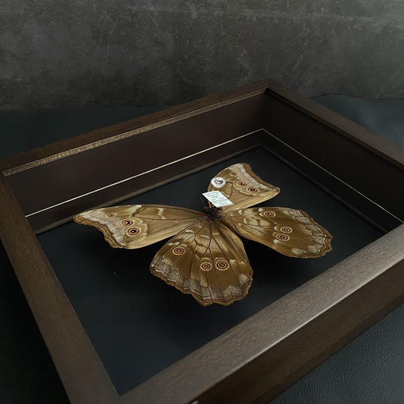 ☆rプロフ必須☆アマトンテモルフォチョウ♂標本 ドイツ型標本箱ミニ付