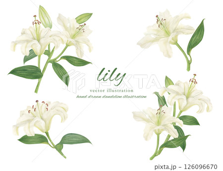 水彩で描いた白いゆりのカットイラスト素材のイラスト素材 [126096670