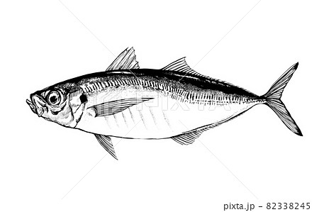 鯵のイラスト - 背景透過 - 切り抜かれていますのイラスト素材