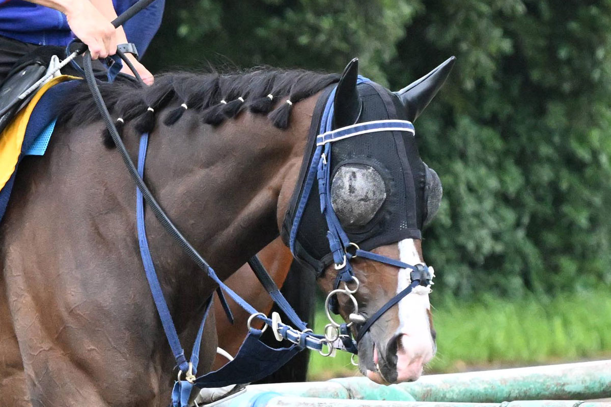 JRA 実使用 ゼッケン ローズステークス GⅡ GⅠ出走馬 タガノ