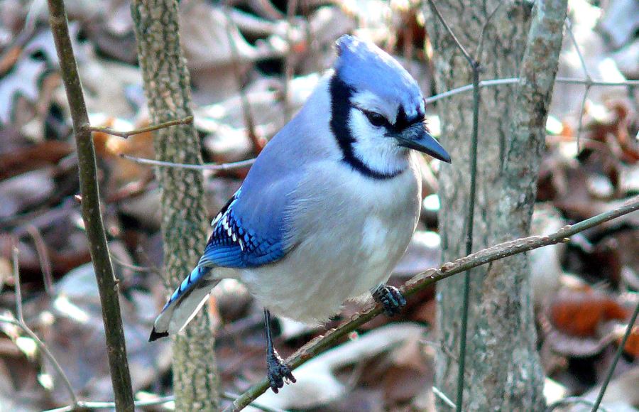 トロント・ステンドグラス Blue Jay ブルージェイ アオカケス トロント