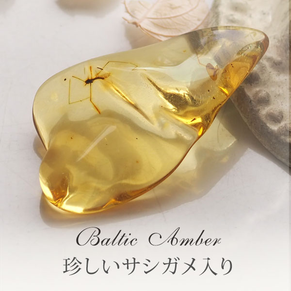 楽天市場】【バルト海の琥珀】 虫入り琥珀 こはく ギフト【musi339