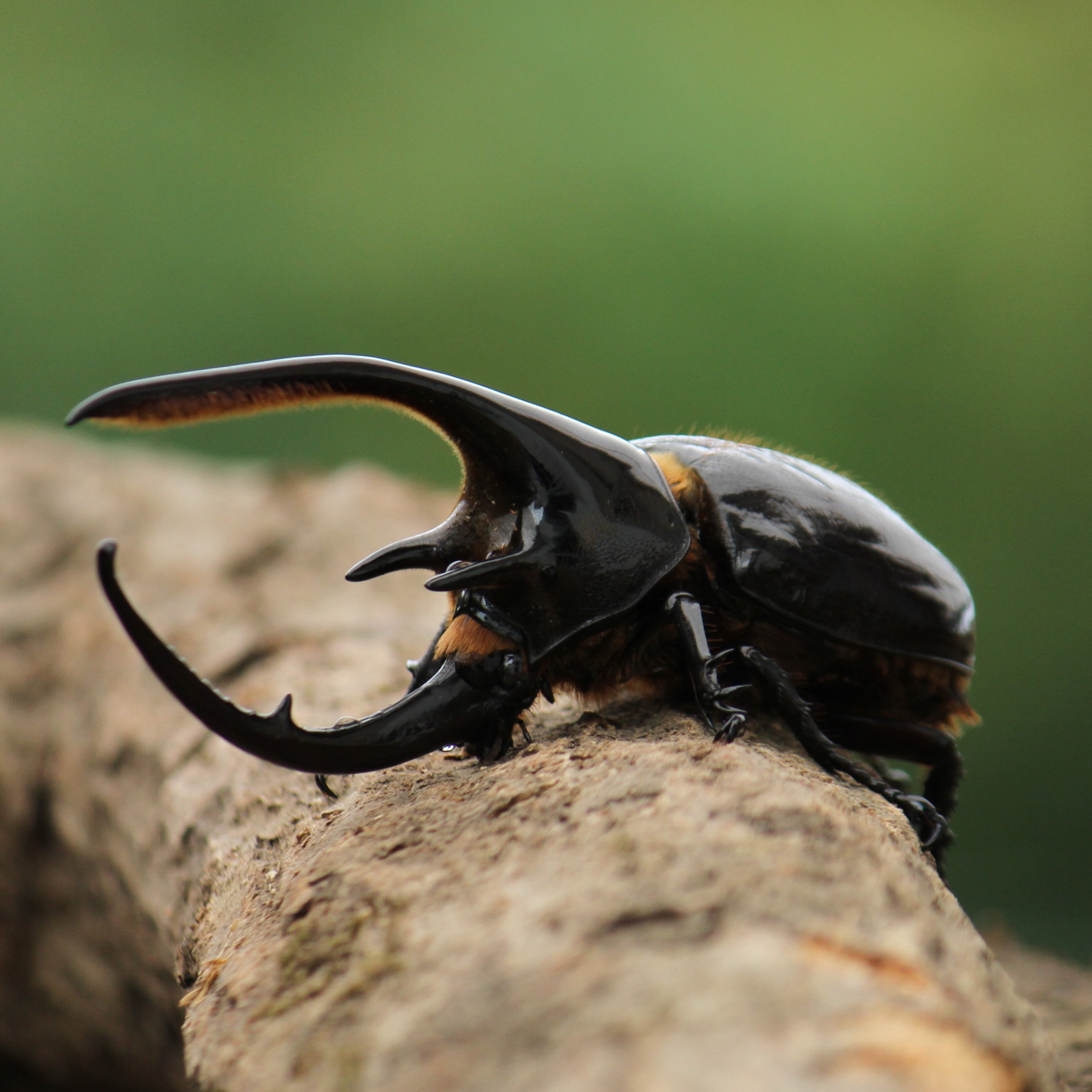 最終価格！ネプチュ−ンオオカブト♂野外標本 ネプチューンオオカブト