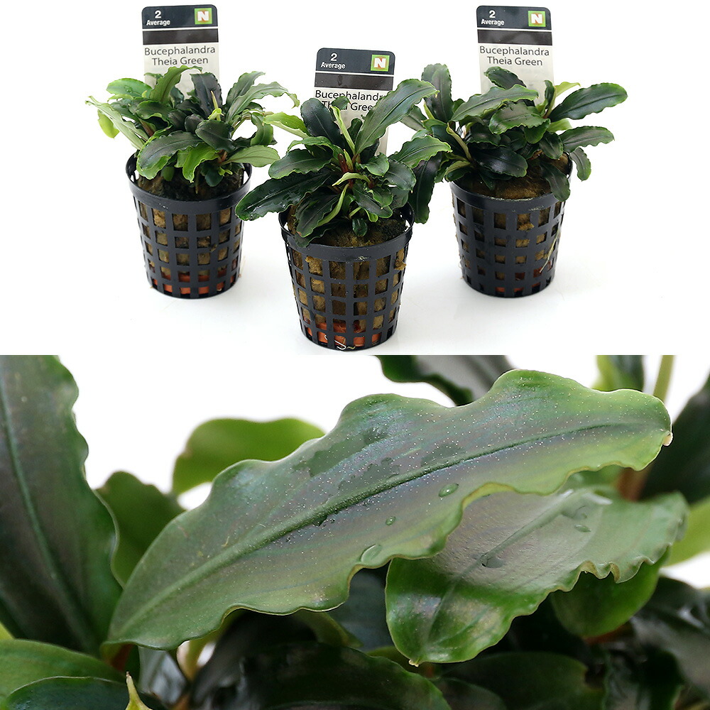 楽天市場】（水草）ブセファランドラsp．ティアグリーン（アクア