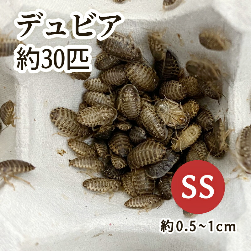 冷凍デュビア 楽天市場】冷凍デュビアの通販