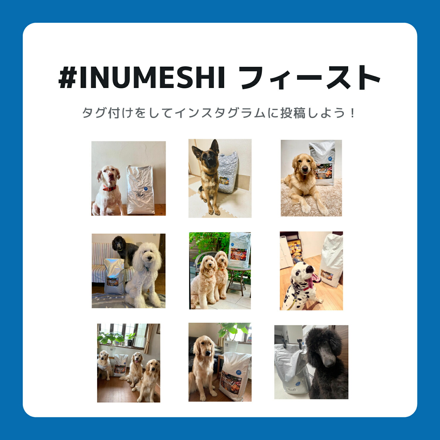 楽天市場】INUMESHI フィースト 1歳以上 大型犬用 15kg ブリーダー