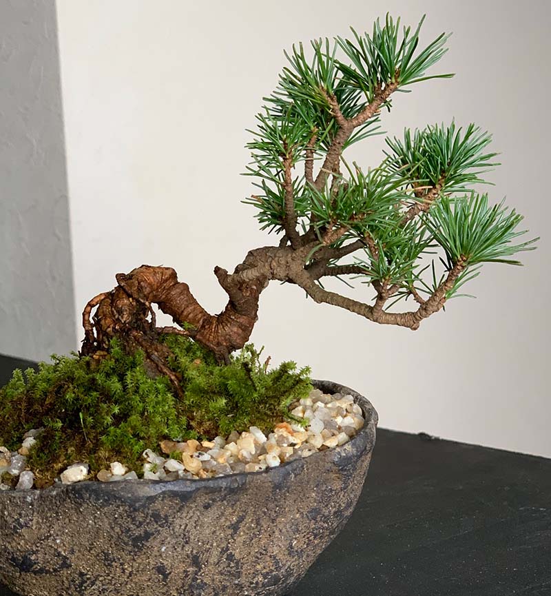 松寿 小品 盆栽鉢 レトロ 5個セット (A5) 松寿 小品 盆栽鉢 レトロ 5個