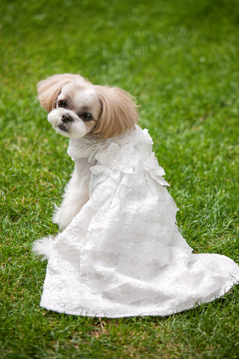 楽天市場】【犬 犬服 フォーマル ワンピース ウエディング ドレス