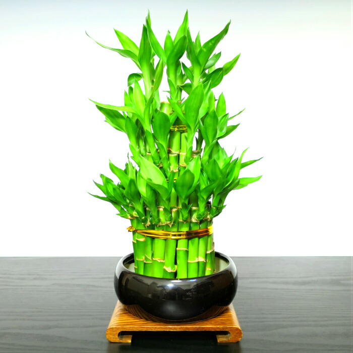 楽天市場】盆栽 ミニ 即日出荷 楽天1位受賞盆栽 開運竹ミリオン