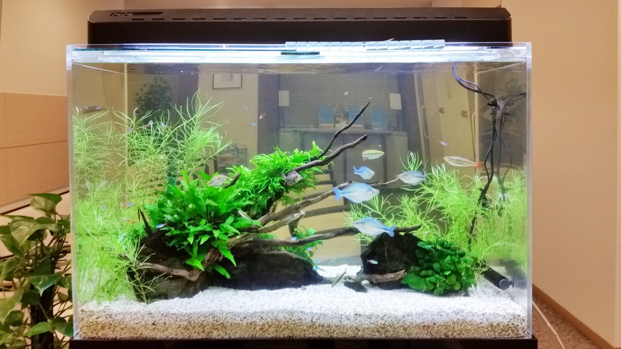 熱帯魚水槽セット