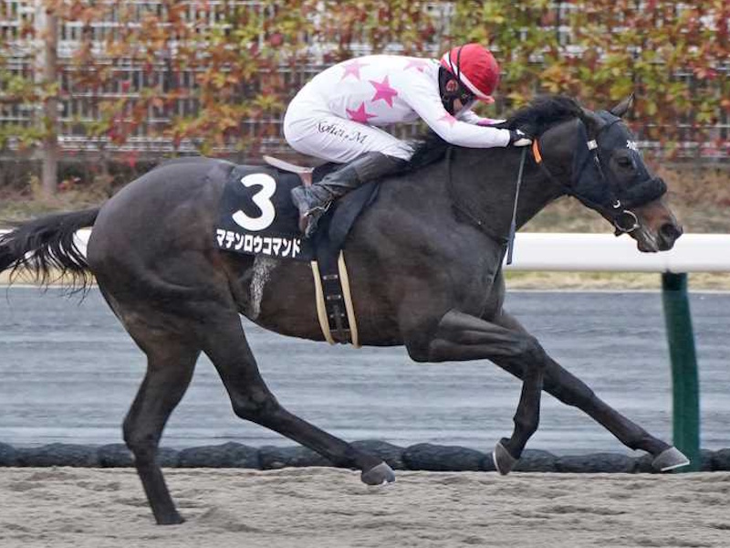 競馬 サイン入りパネル 第57回日本ダービー アイネスフウジン 中野英治