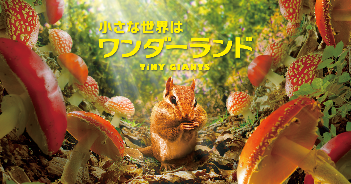 作品・小さな世界の大きな出来事 作品・小さな世界の大きな出来事 作品