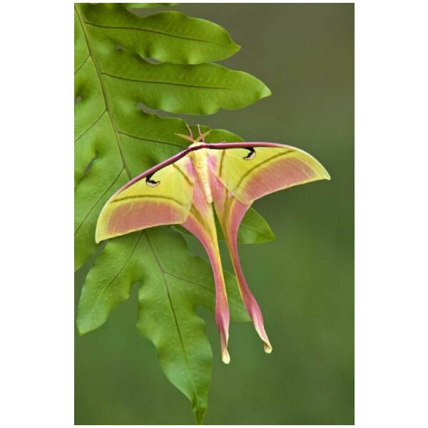 Actias rhodopneuma THAILAND - World of Butterflies and Moths