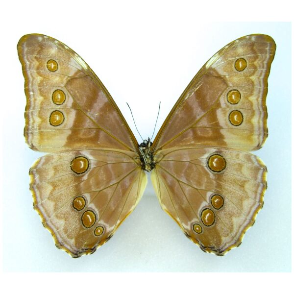 Morpho aurora PERU - World of Butterflies and Moths