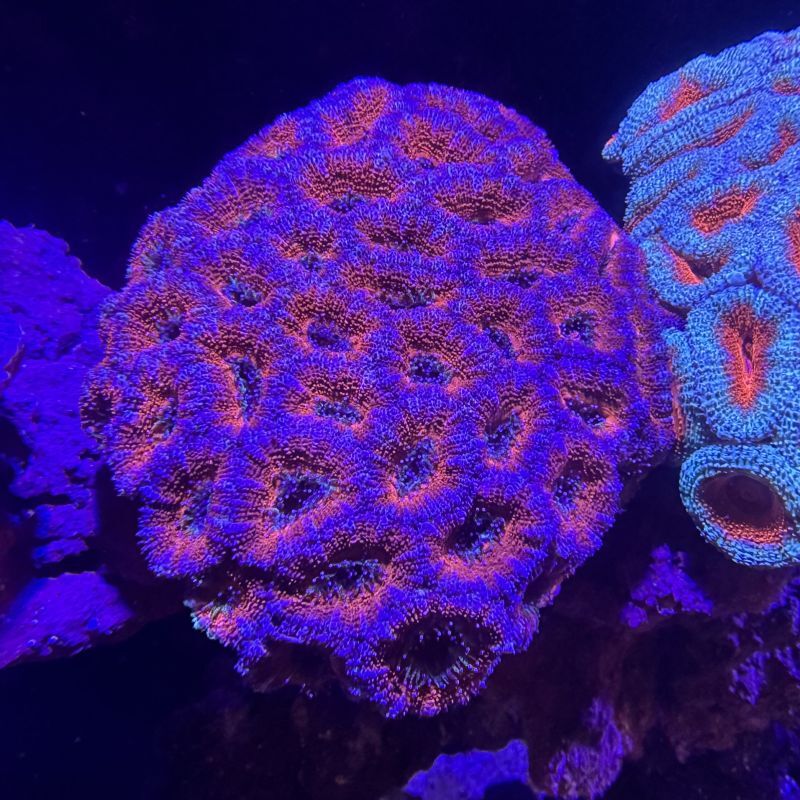 カクオオトゲキクメイシ - 海水魚専門店 ceppo onlinestore