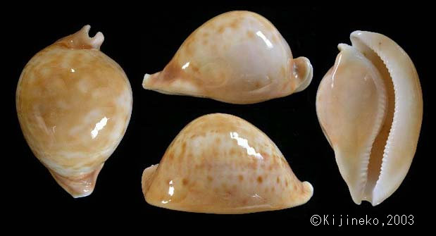 ウスアカネダカラ、 ウスアカウスアカネダカラ : 貝殻ストア - 通販