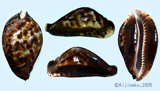 ⑦-1貝標本クロガネダカラ ⑦-1貝標本クロガネダカラ クロガネダカラ