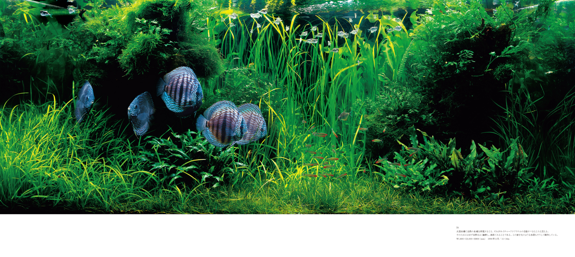 ADA ガラス水槽 アクアデザインアマノ 天野尚 ADA - NATURE AQUARIUM