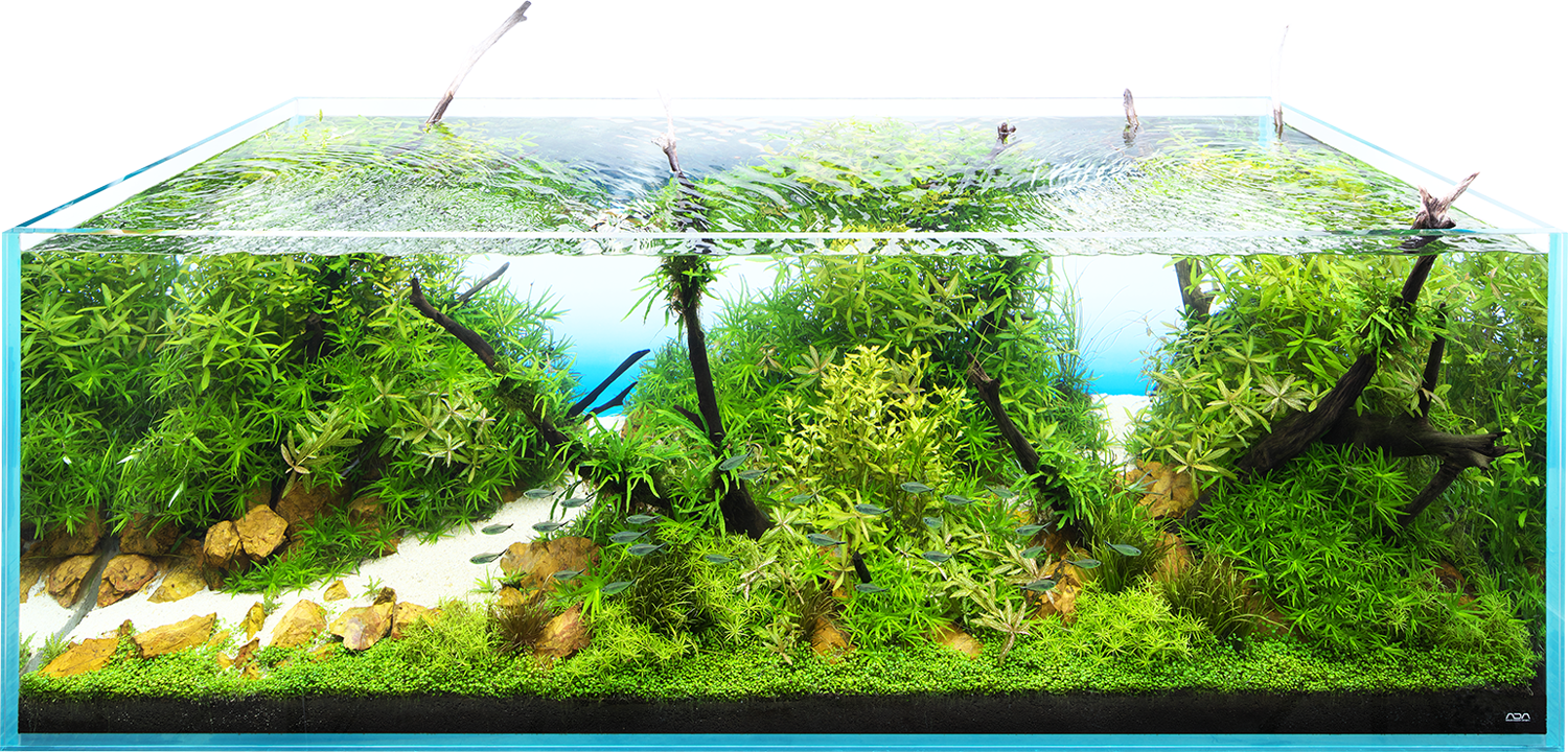 ADA 雲山石 XL 水槽用レイアウト石 置くだけ簡単！】30cmキューブ水槽