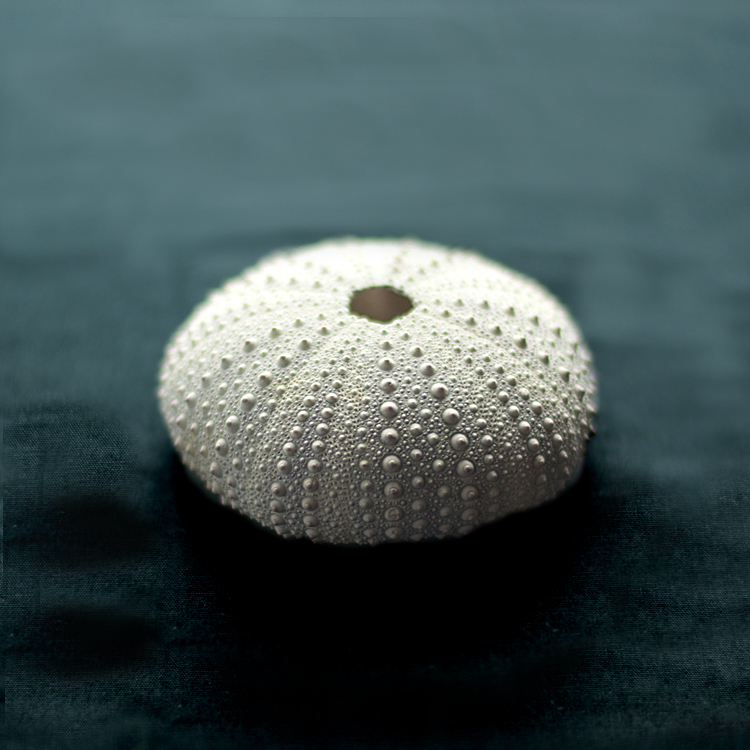 ウニ殻の有効利用 | うに専門 小林商店