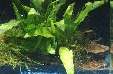 レガーロ水槽 - 水槽 通販