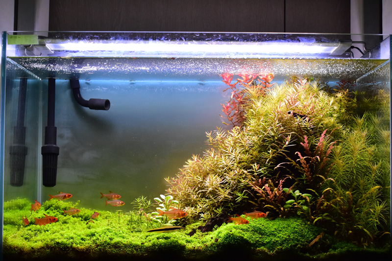 ADA水槽60センチ、アクロトライアングル各種moonADAキューブガーデン