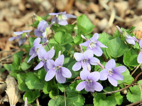 タチツボスミレ (Viola grypoceras)