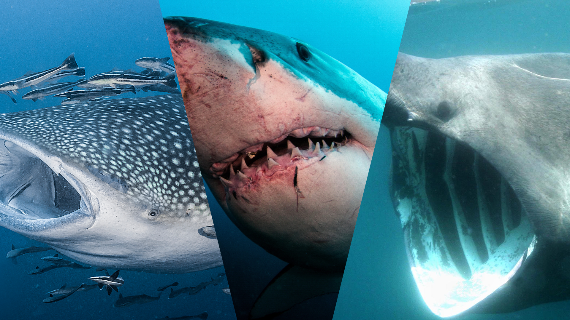 サメの歯ホホジロザメ絶滅種特大完全体極美麗65mm