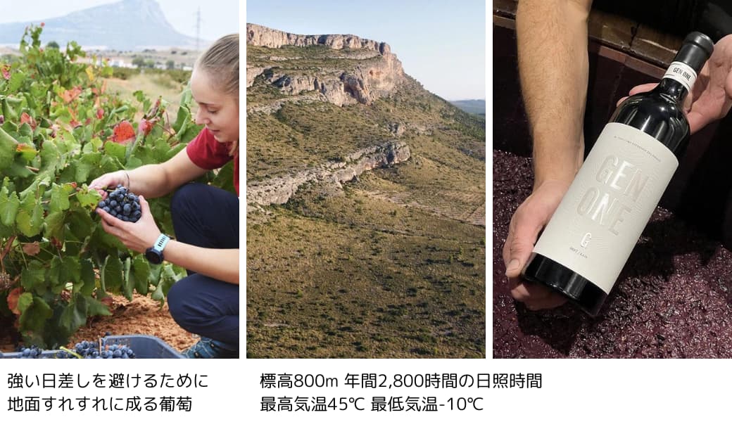 ジェン・ワン・ティント｜ワイン通販の世界のワイン葡萄屋