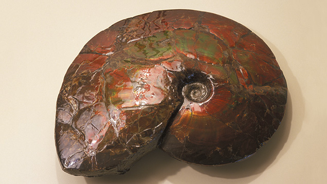 アンモライトの有機質の起源と風水における人気を説明した記事について