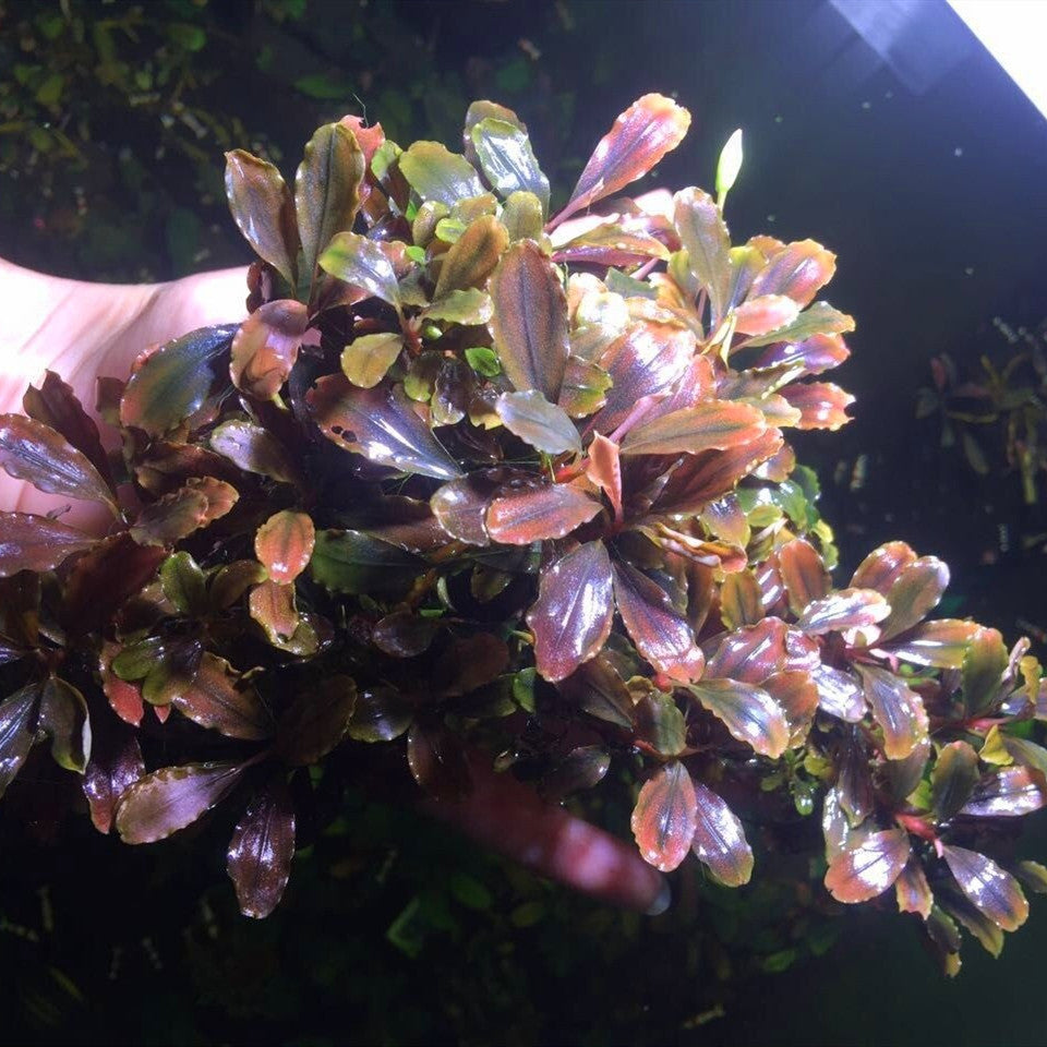 ブセファランドラ – GreenYa