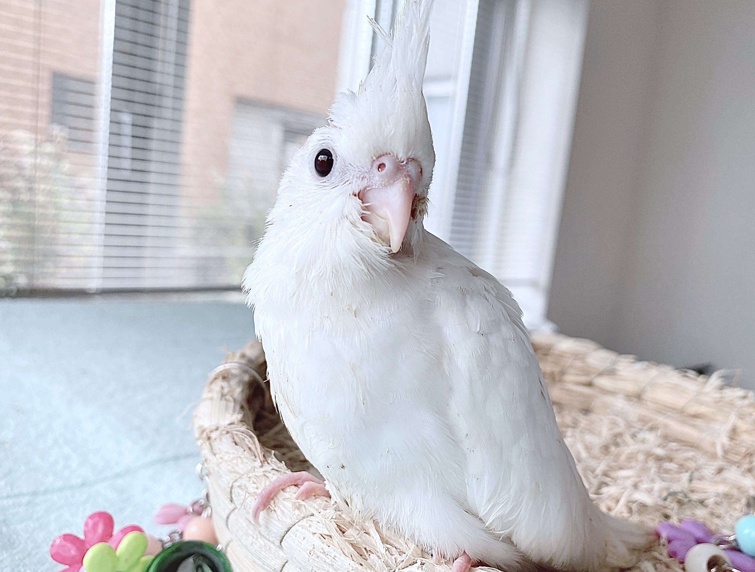 WFクリアパイドの雛のオーナー様募集 | オカメインコ北海道【BirdyCoco】