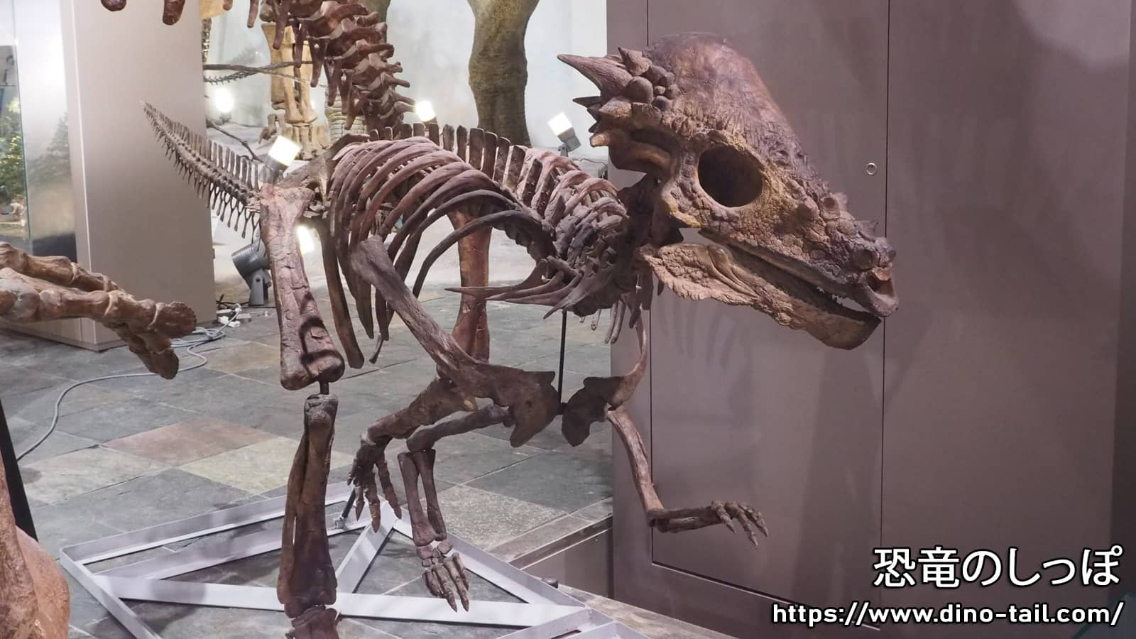 パキケファロサウルス | 恐竜のしっぽ -図鑑-