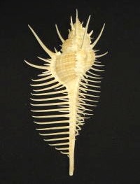 埼玉県坂戸市・ダイビングスクールエキスパート 貝のコレクション 販売