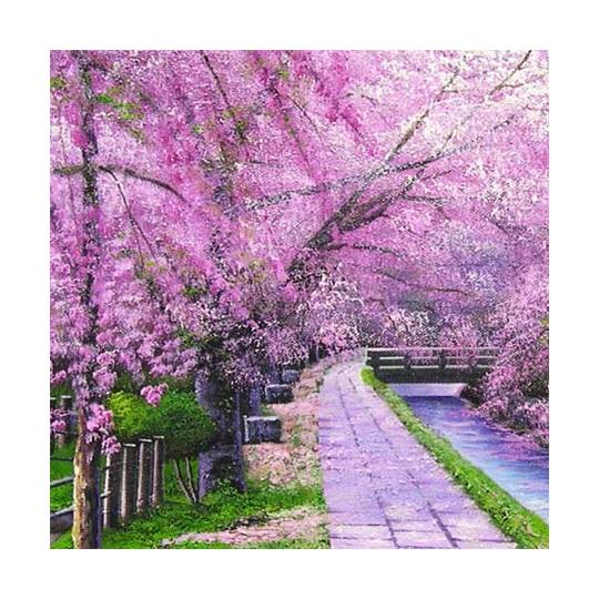 木村由記夫 哲学の道 油絵 絵画 風景画 花 桜 木村由記夫 哲学の道